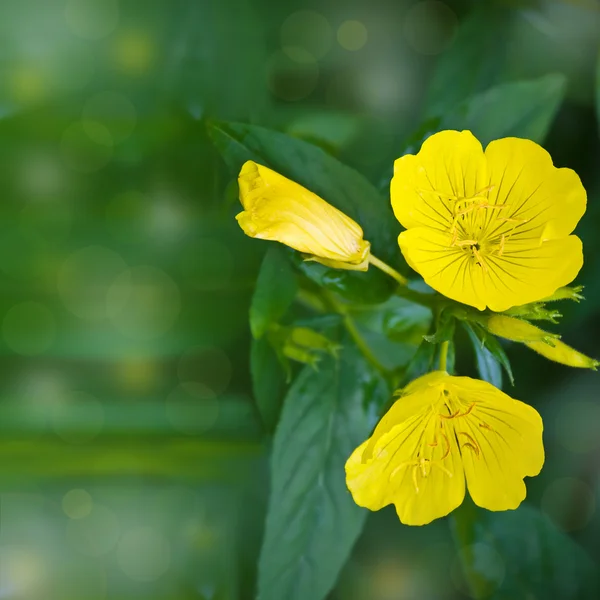 Żółte kwiaty i zielony liść — Zdjęcie stockowe