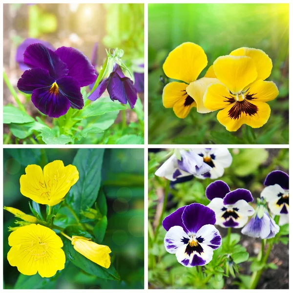 Vacker vår färgglada blommor bakgrund. collage — Stockfoto