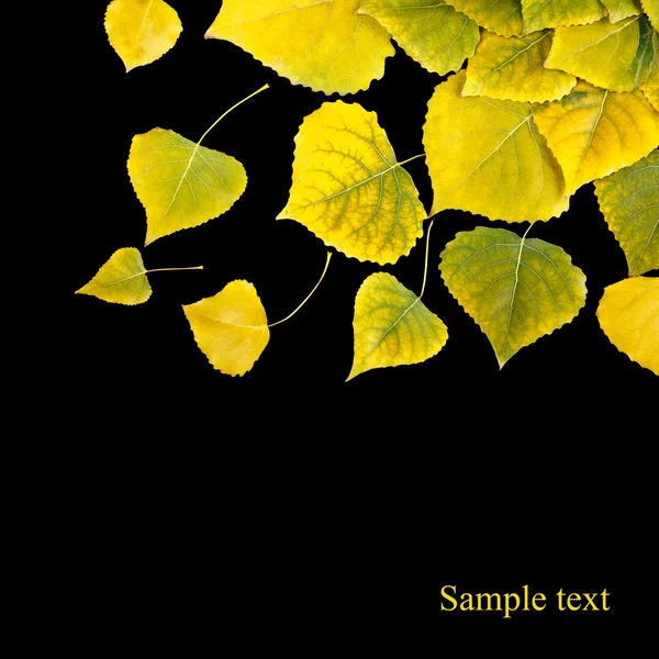 Hojas de arce amarillo de otoño aisladas sobre un negro — Foto de Stock