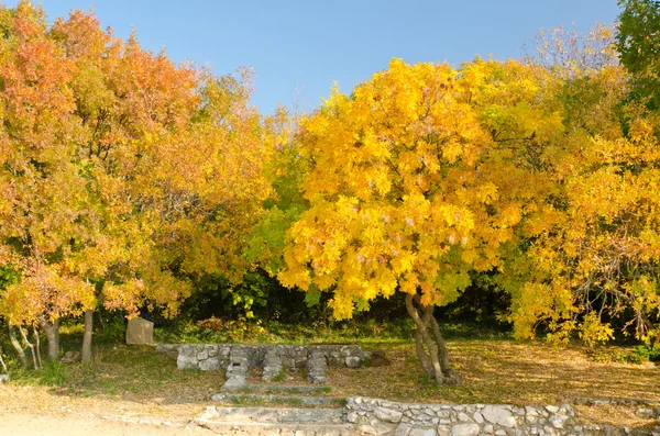 stock image Fall yellow leaves trees