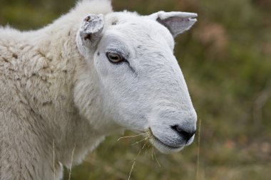 Head of sheep clipart