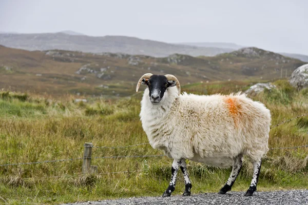 White sheep with black head — Stock Photo, Image