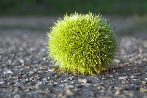 Green felty chestnut — Stock Photo, Image