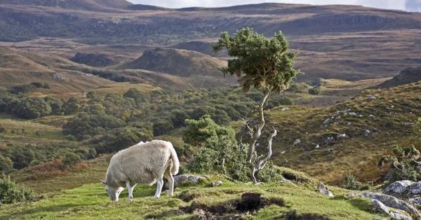 Single sheep on hill in scotland — Stock Photo, Image