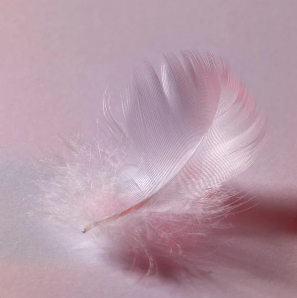 stock image White down feather