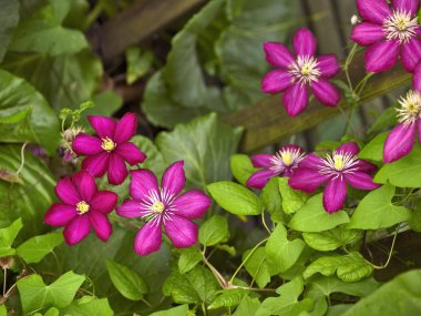 canlı clematis çiçekler