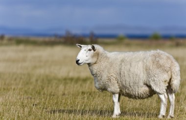 Single sheep on grass in scottish highlands clipart