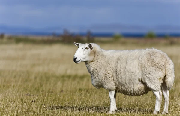 İskoçya Highlands çimenlerin üzerinde tek koyun — Stok fotoğraf