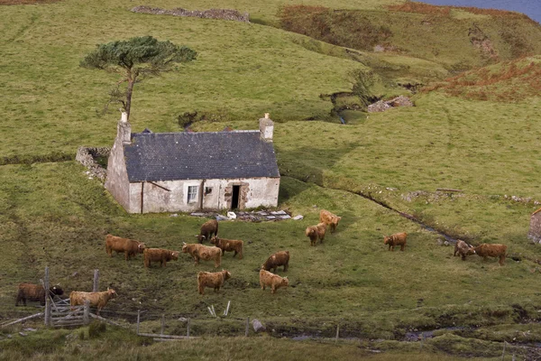 Старый заброшенный дом на севере Шотландии — стоковое фото