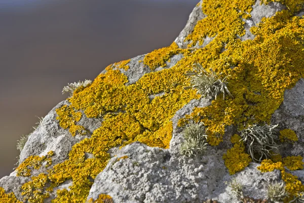 Lichene giallo su pietra — Foto Stock