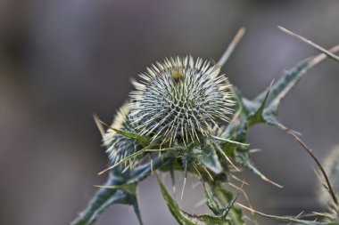 Thistle bulanık arka planda