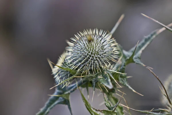 Thistle in blurred background — Stock Photo, Image