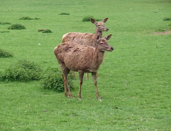 在绿色草地上的红鹿 — 图库照片