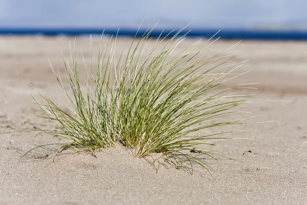 stock image Single hassock in sand