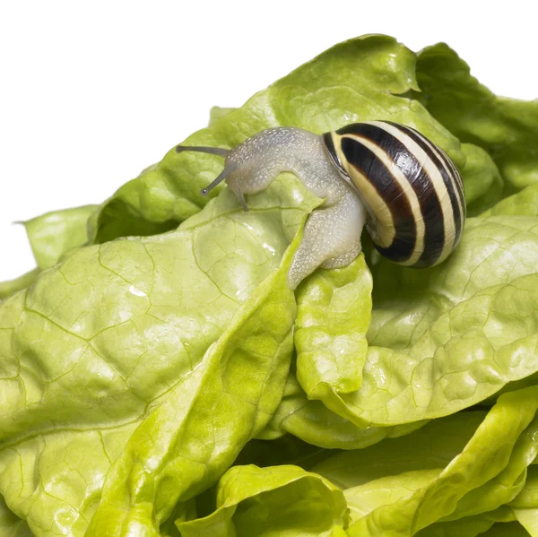 Striped Grove snail and lettuce leaves — Stock Photo, Image