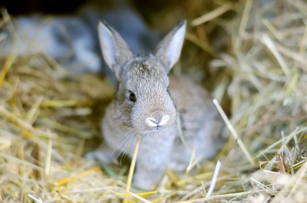 Little bunny — Stock Photo, Image