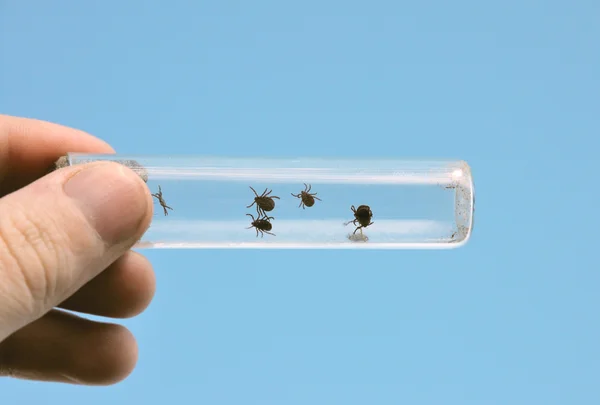 Mite inseto — Fotografia de Stock