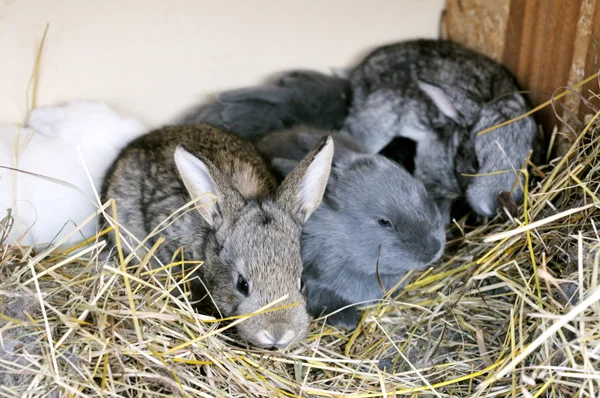 Gray rabbits — Stock Photo, Image