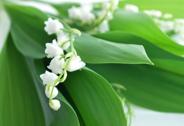 Lily of the valley clipart