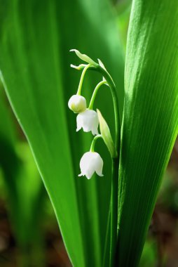 Lily of the valley clipart