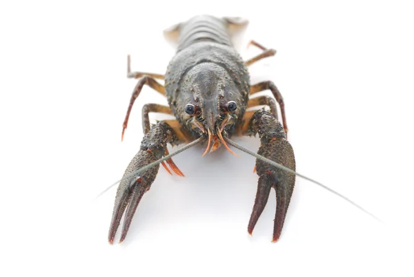 Crayfish. — Stok Foto