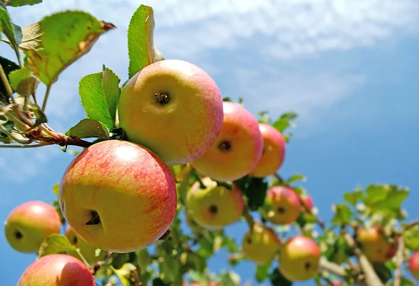 Яблука — стокове фото