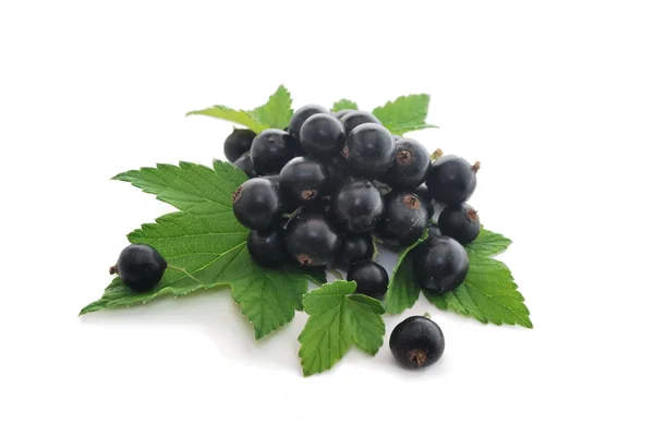 Currant berries — Stock Photo, Image