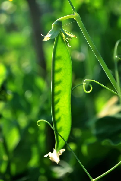 stock image Pea pod