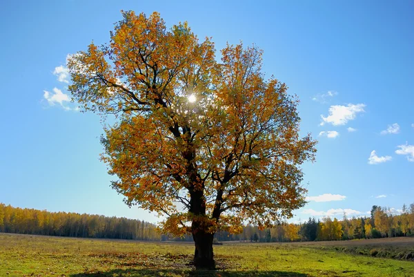 Solar tree — Stock Photo, Image