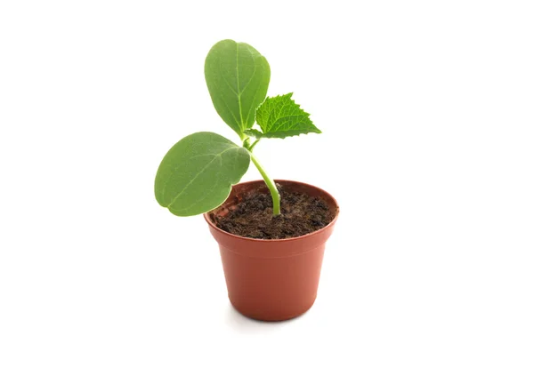 stock image Seedling in a pot