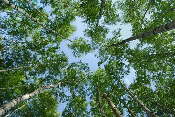 stock image Look up