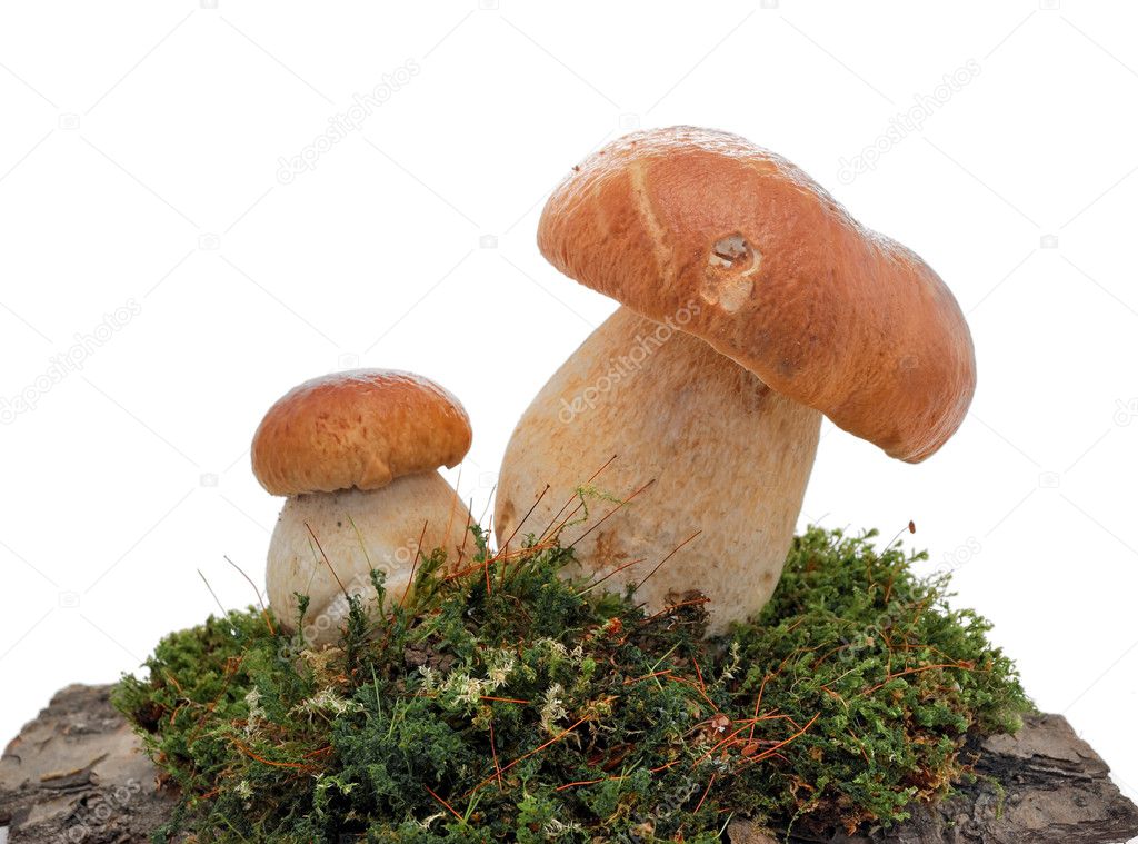 Cep on a white background