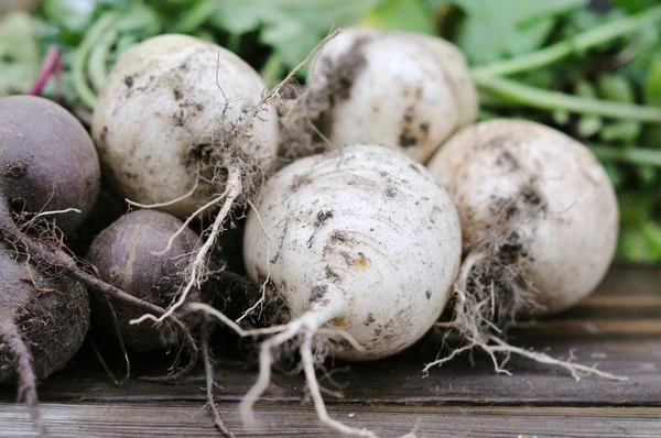 Radish — Stock Photo, Image