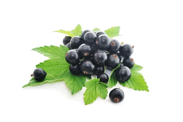 Currant berries — Stock Photo, Image