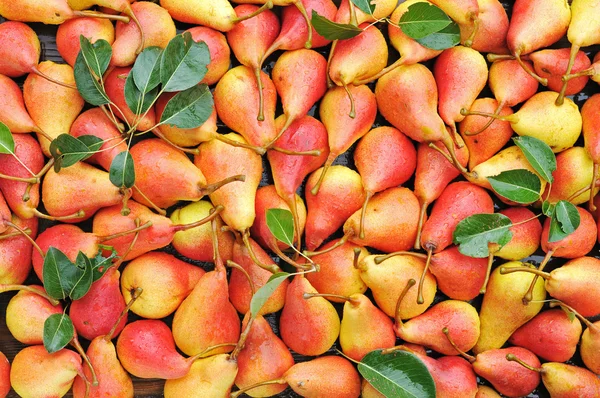 Pears Background — Stock Photo, Image
