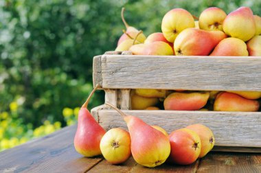 Pears in a wooden box. clipart