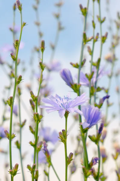 Fleurs de chicorée — Photo