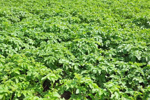 stock image Potato field