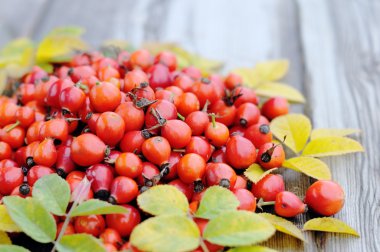 Rose HIPS