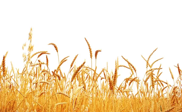 Роп пшеницы . — стоковое фото