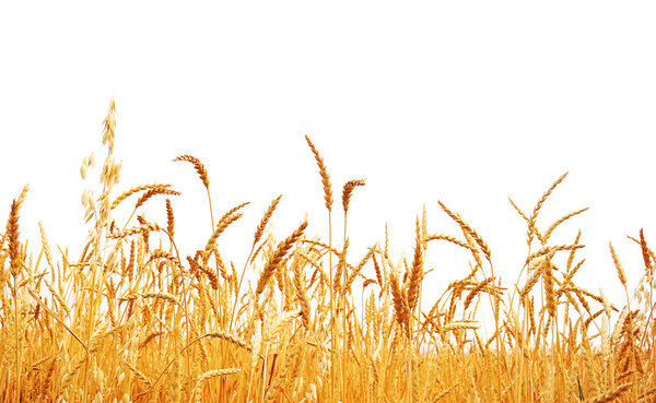 Роп пшеницы
.