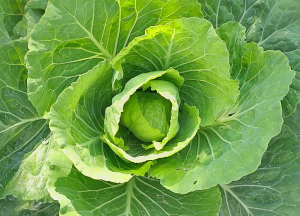 stock image Cabbage