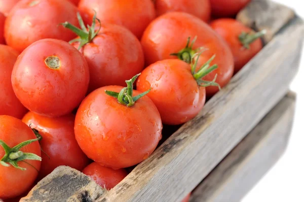 Созревшие красные помидоры . — стоковое фото