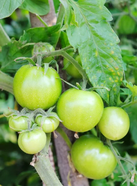 stock image Green tomatoes