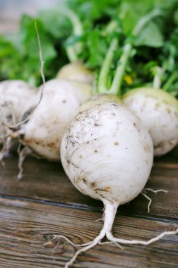 Turnips clipart