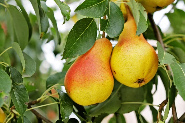 stock image Pear tree.