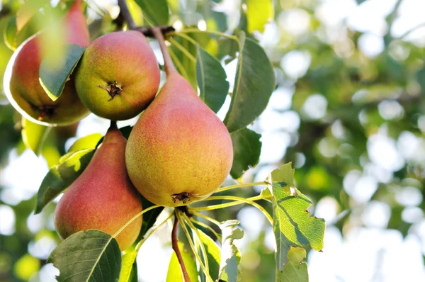 stock image Pear tree.