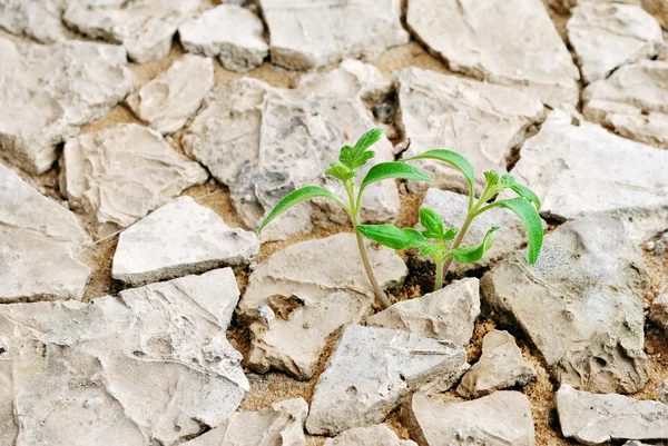 stock image Seedling desert