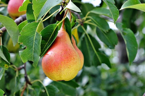 stock image Pear tree