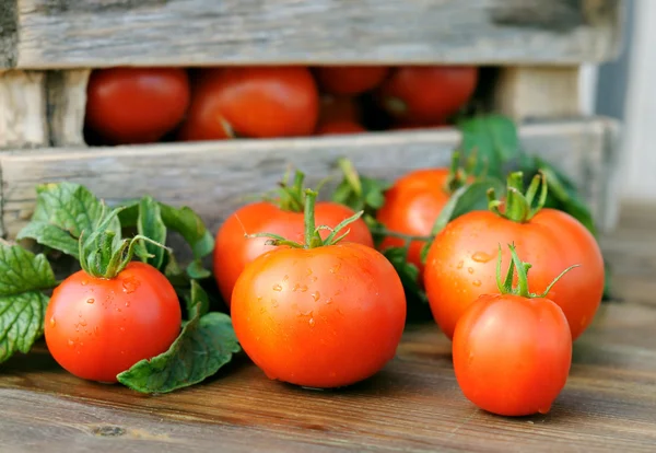 Tomaten en een doos. Stockfoto